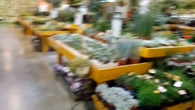 Дарвин Садовый центр Обзор растений