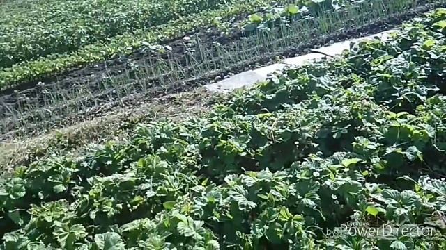 МУЛЬЧИРОВАНИЕ КЛУБНИКИ СОЛОМОЙ.СРЕДСТВО ОТ КРОТОВ!!!