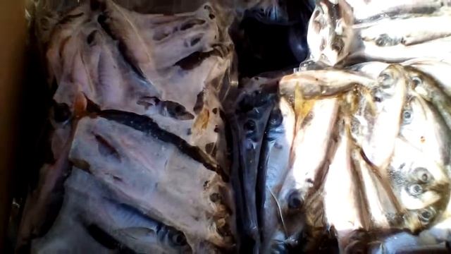 +79780567888 / Ставрида свежемороженая вакуум / крымская рыба и морепродукты оптом в Керчи / купить смотреть онлайн