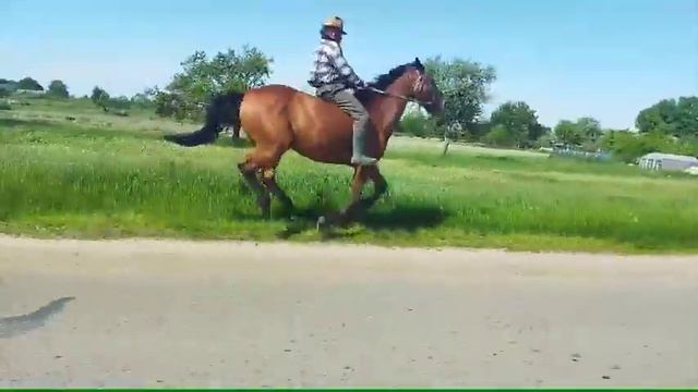 Жеребец Мустанг и его наездник смотреть онлайн