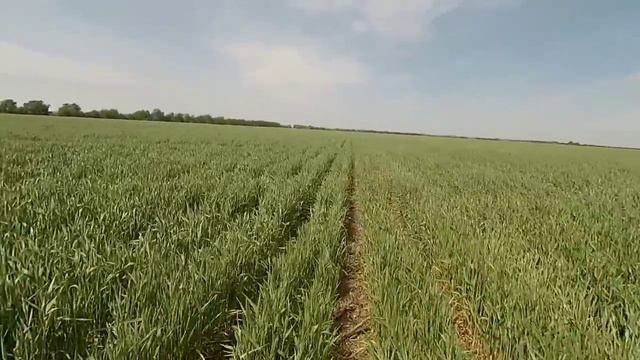 Выращивание озимой пшеницы. No-till 16.05.2018. Состояние оз. пшеницы по разным предшественникам ч.