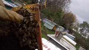 КАК СПАСТИ ПЧЕЛОСЕМЬЮ, ЕСЛИ ТАМ УЖЕ ГОРСТЬ ПЧЁЛ И ЦЕННАЯ МАТКА???.