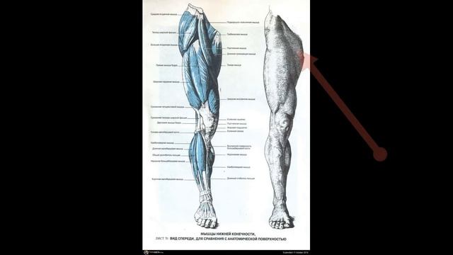 Студия дизайна и иллюстрации. Анатомия ноги. Просто. Часть 1. смотреть онлайн