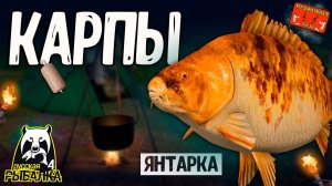 РР4/ рыбалка для души, ловим как универсал, общаемся 22.11.23