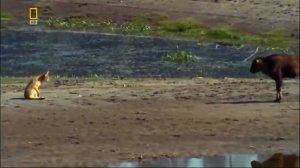 Животный мир Волки парка Бизоны Америки