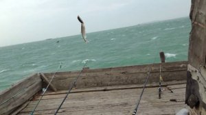 Рыбалка на Каспийском море. Дуплет