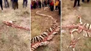 ✅ Нашли скелет дракона