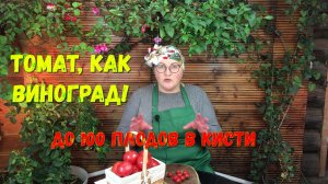 Томат, как виноград! Поцелуй герани – сорт помидоров с потрясающей урожайностью