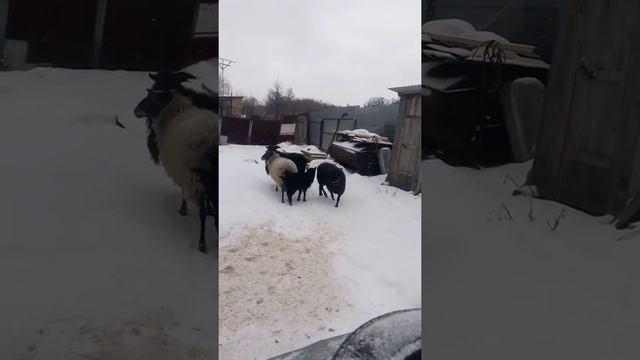 Разведение овец, чем кормить зимой смотреть онлайн