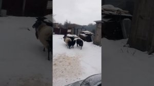 Разведение овец, чем кормить зимой