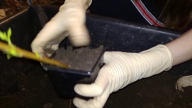 Черенкование и посадка ивы смотреть онлайн