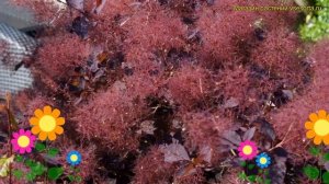 Скумпия кожевенная Даски Майден. Краткий обзор, описание cotinus coggygria Dusky Maiden