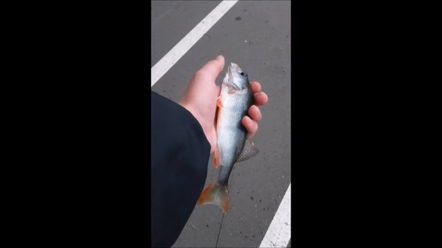 Рыбалка на хищника на озере Бельское смотреть онлайн