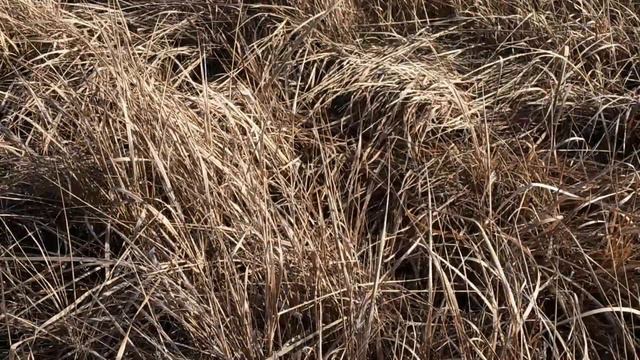 28 февраля народный праздник Онисимов день. Что делать нельзя. Народные приметы и традиции. смотреть онлайн