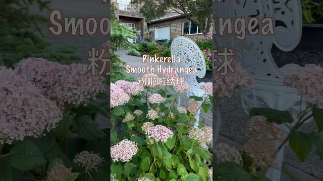 八月花园 Garden in August 17 ｜Fire & Ice hydrangea  绣球｜petunia Bubble Gum 矮牛泡泡糖｜Pinkerella hydrangea 绣球