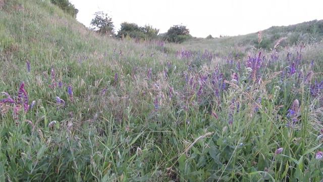 Лаванда,горная лаванда! смотреть онлайн