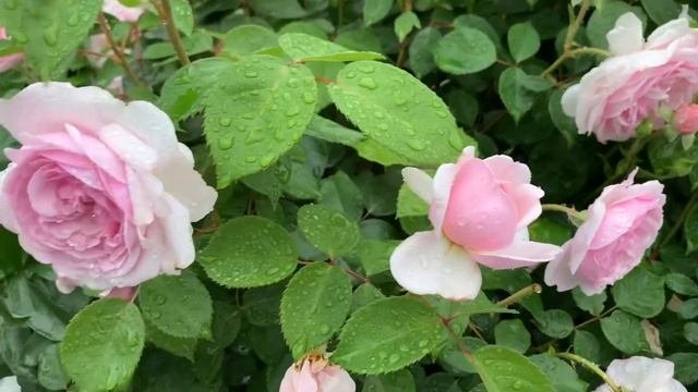 Rosa Olivia Rose Austin