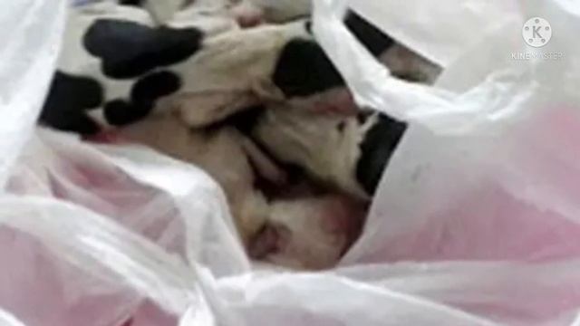 Мужчина спас собаку, которая держала пакет в зубах. Когда он заглянул внутрь, то чуть не расплакалс смотреть онлайн