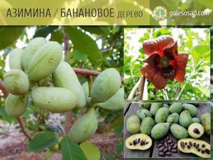 Азимина, Банановое дерево