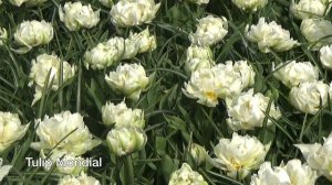 Tulip Mondial - Tulip Bulbs from Holland