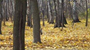 Белка делает запасы