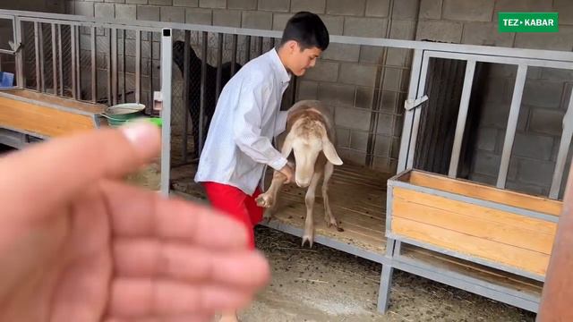 Балдарды балконский кылбай ЧАРБАГА ҮЙРӨТӨЛҮ | Жашоонун маанисин түшүнсүн смотреть онлайн