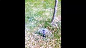 Полив дерева соплом баблер