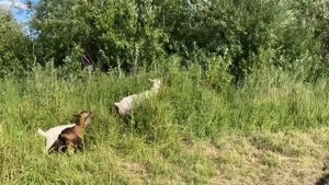 Убрали козлят на мясо /козлята от Веселого подворья