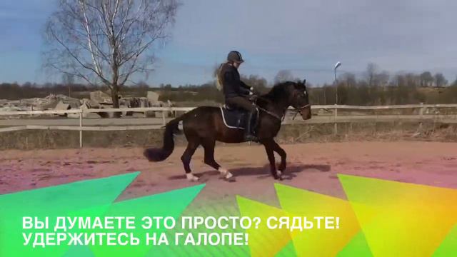Конный спорт это легко ? Конкур 60-80 смотреть онлайн