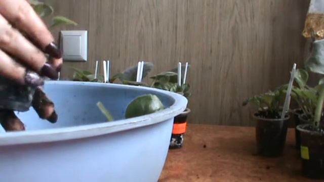 Кімнатні рослини Мої фіалочки Розділяємо фіалочки