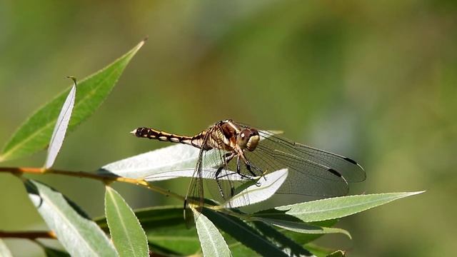 Прямобрюх белохвостый. Orthetrum albistylum. Насекомые Беларуси.