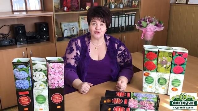 Крупнолистовая гортензия обзор