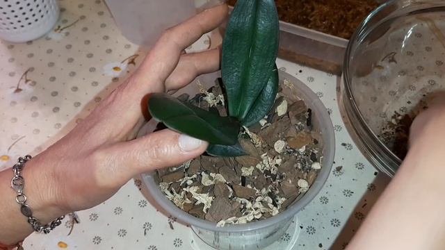 Посадка Подростка Орхидеи | Ph. I-Hsin Yellow Leopard | Первый полив Cyc. Taiwan Gold Orange смотреть онлайн