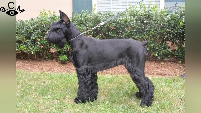 МИНИ ШНАУЦЕР - ЛЮБОПИТНИ ФАКТИ И ПОВЕДЕНИЕ а.С.м смотреть онлайн