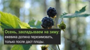 Бизнес на ежевике