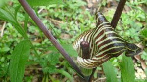 Аризема  – Выращивание и уход