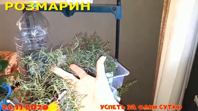 28.11.2020 Выращиваем овощи ? ??? , зелень ? зимой на подоконнике.