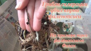 Обзор плохих корней фаленопсиса из-за грибка склероции. Мои меры борьбы и посадка. Гниль корней.