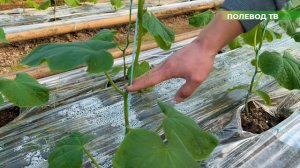 ОБЗОР 3-х ГИБРИДОВ ОГУРЦА! Северин F1 - Полли F1 - Бьерн F1 #теплица #огурцы #агробизнес #поллиf1