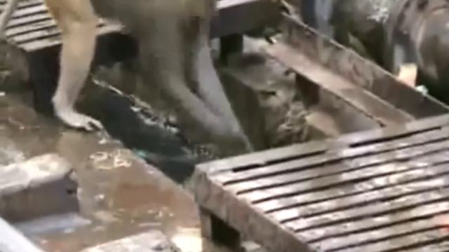 Невероятная дружеская связь людей и животных! смотреть онлайн