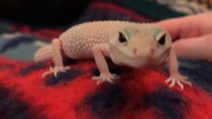 эублефар  Пигги  на прогулке