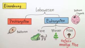 Mikroorganismus Hefe | Biologie | Zoologie