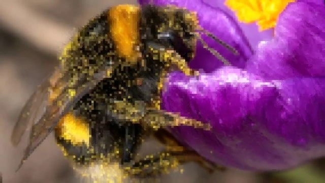 В ПАЛИТРЕ КРАСОК - РЫЖИЙ ЦВЕТ.. смотреть онлайн