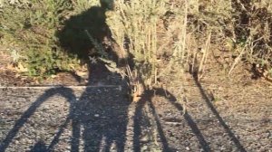 Testing Schwalbe Energizer tires in gravel path