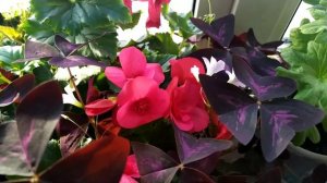 ЦВЕТЁТ И РАДУЕТ МОЛОЧАЙ И БЕГОНИЯ?ЦВЕТЫ НА ОКНЕ