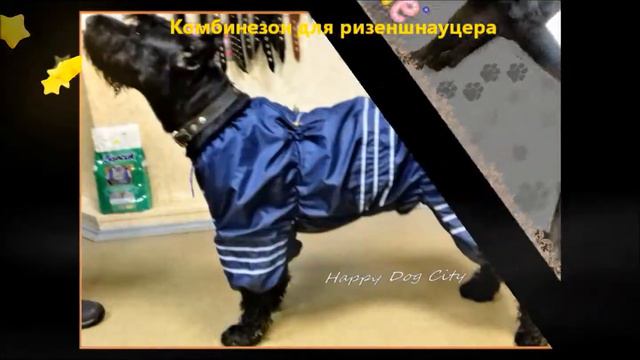 Зооателье "Happy Dog City"