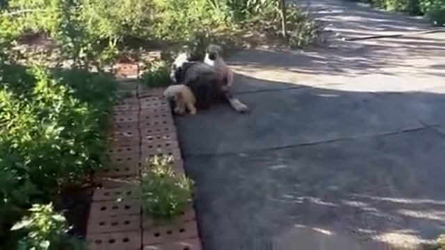 Щенки кавказской овчарки с мамой смотреть онлайн