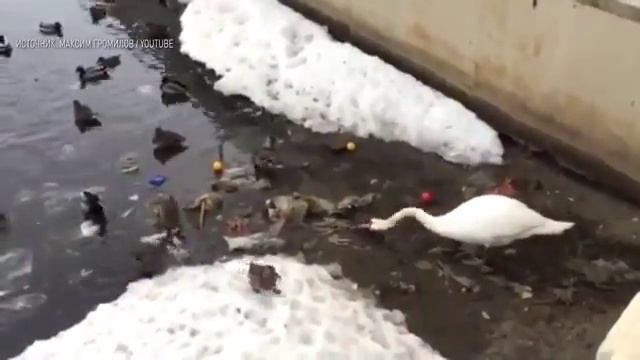 Лебедь убирает за людьми мусор смотреть онлайн