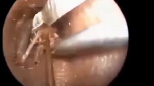 Паук поселился в УХЕ! Такое бывае