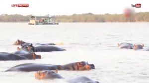 Тупорылая акула поплатилась за нападение на семейство бегемотов